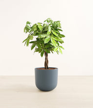 Load image into Gallery viewer, Iron Gray*****Profile