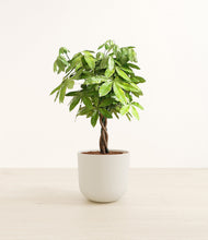 Load image into Gallery viewer, Natural Bamboo*****Profile