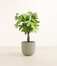 Load image into Gallery viewer, Sage Green*****Profile