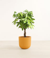 Load image into Gallery viewer, Sunset Orange*****Profile