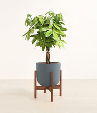 Load image into Gallery viewer, Iron Gray stand:walnut