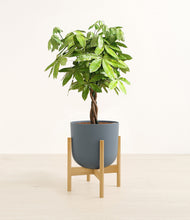 Load image into Gallery viewer, Iron Gray stand:bamboo