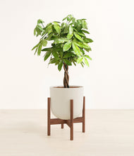 Load image into Gallery viewer, Natural Bamboo stand:walnut