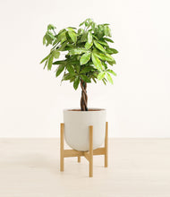 Load image into Gallery viewer, Natural Bamboo stand:bamboo