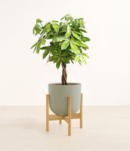 Load image into Gallery viewer, Sage Green stand:bamboo