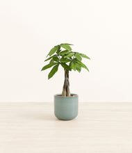 Load image into Gallery viewer, Reactive Aqua*****Profile