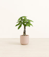 Load image into Gallery viewer, Sandy Pink*****Profile