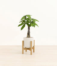 Load image into Gallery viewer, Cotton White stand:bamboo