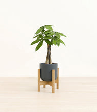 Load image into Gallery viewer, Iron Gray stand:bamboo