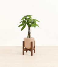 Load image into Gallery viewer, Glossy Pink stand:walnut