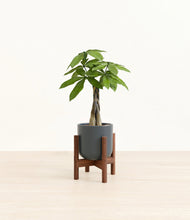 Load image into Gallery viewer, Iron Gray stand:walnut