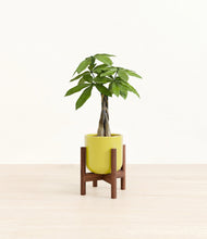 Load image into Gallery viewer, Key Lime Yellow stand:walnut