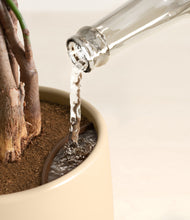 Load image into Gallery viewer, Almond Green stand:all