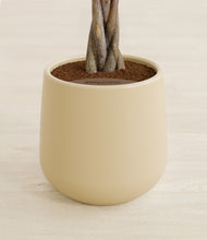 Load image into Gallery viewer, Almond Green stand:all