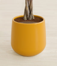 Load image into Gallery viewer, Mustard stand:all