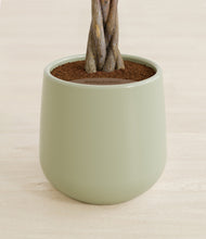 Load image into Gallery viewer, Turquoise stand:all