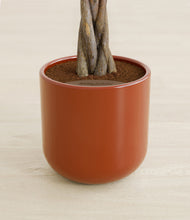 Load image into Gallery viewer, Glossy Red stand:all