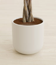 Load image into Gallery viewer, Cotton White stand:all