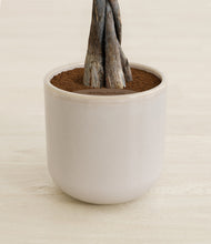 Load image into Gallery viewer, Snowdrift White stand:all