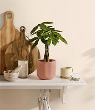 Load image into Gallery viewer, Striped Rose Pink