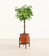 Load image into Gallery viewer, Earth Red stand:walnut