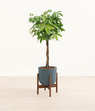 Load image into Gallery viewer, Iron Gray stand:walnut