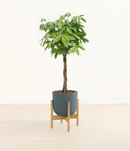 Load image into Gallery viewer, Iron Gray stand:bamboo