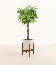 Load image into Gallery viewer, Natural Bamboo stand:walnut