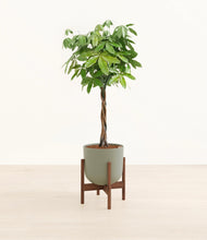 Load image into Gallery viewer, Sage Green stand:walnut