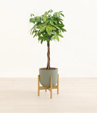 Load image into Gallery viewer, Sage Green stand:bamboo