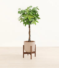 Load image into Gallery viewer, Sandy Pink stand:walnut