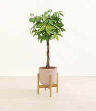 Load image into Gallery viewer, Sandy Pink stand:bamboo