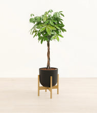 Load image into Gallery viewer, Stone Black stand:bamboo