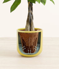 Load image into Gallery viewer, Key Lime Yellow stand:all