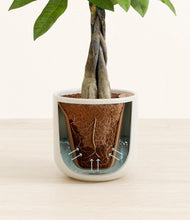 Load image into Gallery viewer, Cotton White stand:all