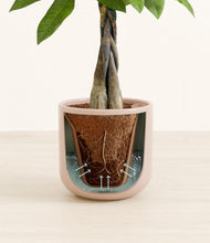 Load image into Gallery viewer, Sandy Pink stand:all