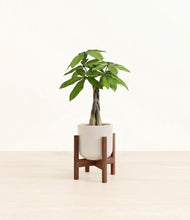 Load image into Gallery viewer, Snowdrift White stand:walnut