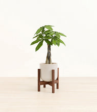 Load image into Gallery viewer, Snowdrift White stand:walnut
