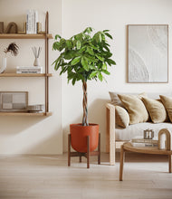 Load image into Gallery viewer, Earth Red stand:walnut