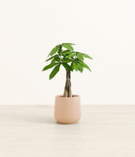 Load image into Gallery viewer, Gentle Pink*****Profile