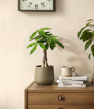 Load image into Gallery viewer, Olive