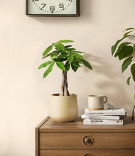 Load image into Gallery viewer, Almond Green