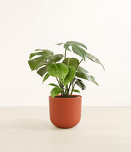 Load image into Gallery viewer, Earth Red*****Profile