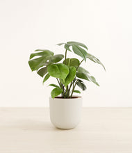 Load image into Gallery viewer, Natural Bamboo*****Profile