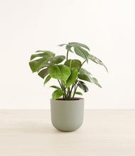 Load image into Gallery viewer, Sage Green*****Profile