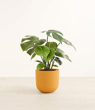 Load image into Gallery viewer, Sunset Orange*****Profile