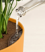 Load image into Gallery viewer, Sunset Orange stand:all