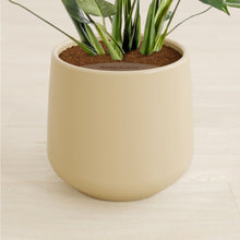 Lade das Bild in den Galerie-Viewer, Almond Green stand:all