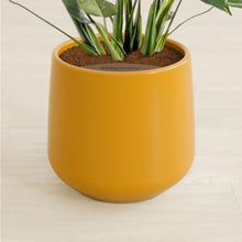 Lade das Bild in den Galerie-Viewer, Mustard stand:all