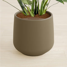 Lade das Bild in den Galerie-Viewer, Olive stand:all
